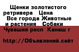 Щенки золотистого ретривера › Цена ­ 15 000 - Все города Животные и растения » Собаки   . Чувашия респ.,Канаш г.